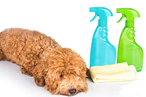 Dog Near Dangerous Toxic Products