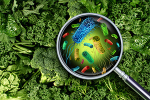 Magnifying Glass on Greens Showing Salmonella Bacteria